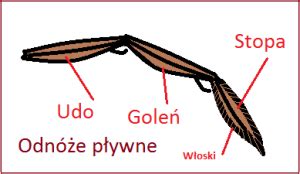 Żyjąc pod ziemią kopie tunele czasem uszkadzając rośliny. Owady.-Budowa zewnętrzna - Świat owadów