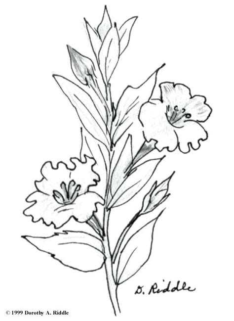 F8d3c1c35db81be909f19a9c777e0c5b pottery patterns flower click the download button to find out the full image of wisconsin wildflower coloring pages download. Wildflower Coloring Pages at GetDrawings | Free download