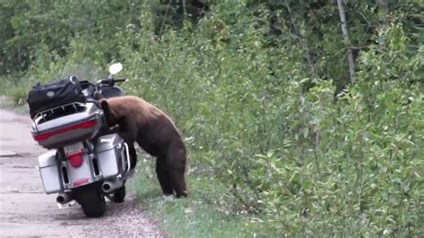 The most common harley davidson bear material is cotton. Bear on Harley Davidson motorcycle - YouTube