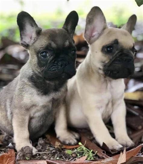 There are males and beautiful akc registered english bulldog puppies. (Via Craigslist) | Animals, French bulldog, Dogs