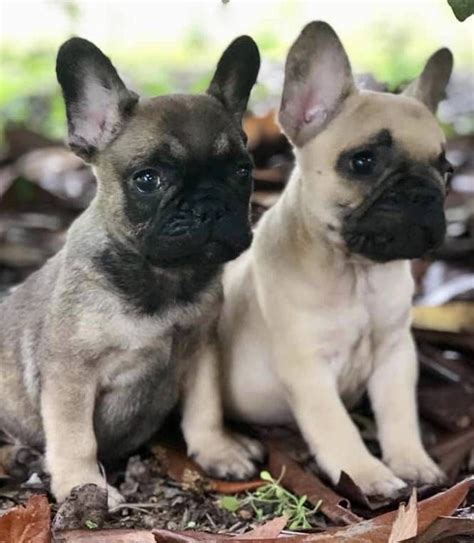 These english bulldog pups are friendly and love meeting new people! (Via Craigslist) | Animals, French bulldog, Dogs