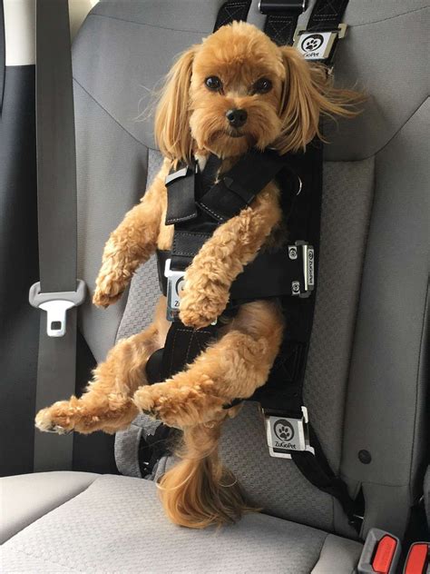 There are many styles and variables so sleepypod cannot confidently recommend the use of its safety harnesses in. The Rocketeer Pack - Multifunctional Harness | Dog car ...