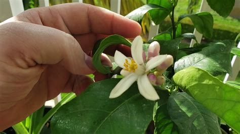 I ordered it from louisiana last year. How to Grow Meyer Lemon Tree- Update - YouTube