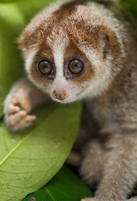 As the name rightly suggests, they in short, it is not legal to keep slow loris as a pet. Slow Loris/Loris Paresseux/Nycticebus coucang | Slow loris ...