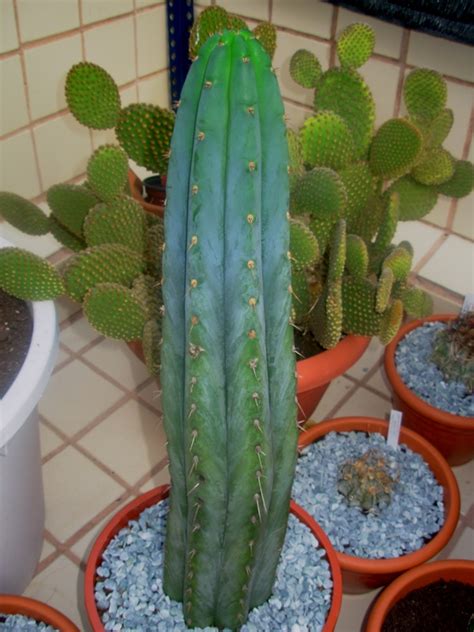 After one month, check if your san pedro cactus has rooted. Cactus de San Pedro: fotos, información y características