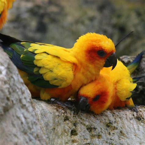 Goblins cave all videos : Sun Conure Wallpapers HD Download