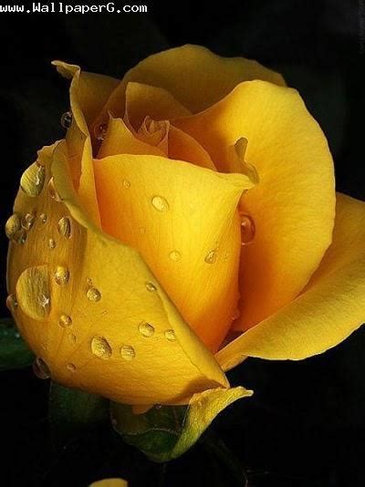 We would like to show you a description here but the site won't allow us. Download Yellow rose - Romantic wallpapers for your mobile ...