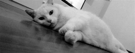 Dieci anni a downing street: Giornata Internazionale del gatto: il felino dal super ...