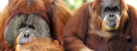 See more ideas about animals beautiful, animals, animals wild. 7 of Indonesia's greatest wildlife experiences | Wanderlust