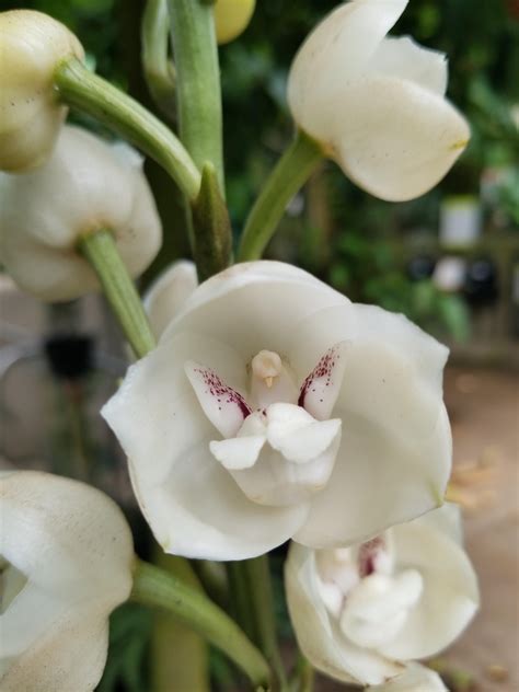 Peristeria elata, better known as The Dove Orchid : orchids