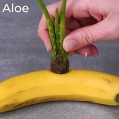 Moon cacti are easy to care for and make great addition to your desk or countertop. Wie man aus einer Banane eine neue Pflanze zieht ...