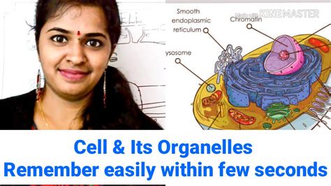 At this point, it should be clear that eukaryotic cells have a more complex structure than do prokaryotic cells. Eukaryotic Animal CELL & IT'S ORGANELLES. Remember easily ...