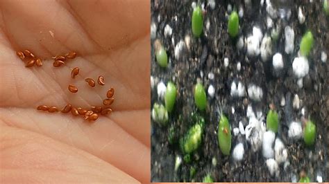 Growing cacti can be a very gratifying experience. How to grow Cacti from seed | How to grow cactus ...