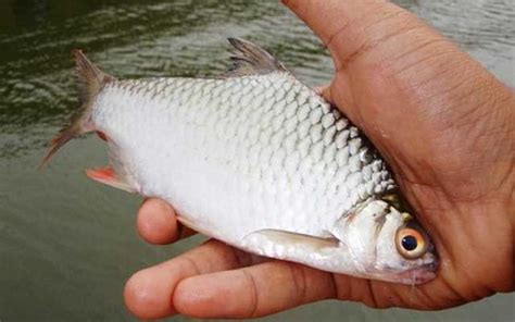 Salah satu ikan sungai yang paling ditakuti adalah piranha perut merah. 15 Rekomendasi Umpan Ikan Putihan Di Sungai Paling Jitu