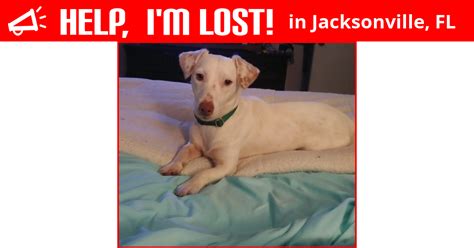 Frolic with your furry friend at one of 101 hotels or accommodations that accept pets. Lost Dog (Jacksonville, Florida) - Alfie