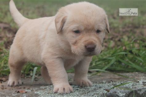 Top raised labrador puppies with a sound temperament. Lacy: Labrador Retriever puppy for sale near Dallas / Fort Worth, Texas. | b2aa6ab0-efa1