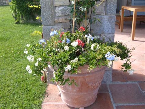 Possiede foglie screziate di bianco e di rosa e fiori blu violaceo. Quali sono i fiori più adatti da mettere in un vaso o nel ...