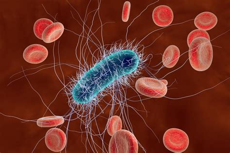 What about a rare hamburger? Escherichia coli-bacterie stock illustratie. Illustratie ...