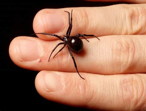 Mature females are black and shiny, with a distinctive the dangerous brown recluse spider ranges throughout the midwestern and southern united states but does not live in utah. Terpengaruh Watak SpiderMan, Tiga Beradik Biar Diri ...