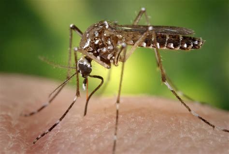 Dynasty pest control is one of the most reliable pest control companies in their region. Mosquito Control Buford GA - Comprehensive Pest Control