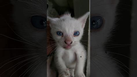 ✅ penyebab, ✅ cara mengobati. Anak Kucing Putih tersisa 1 😨 🐱 - YouTube