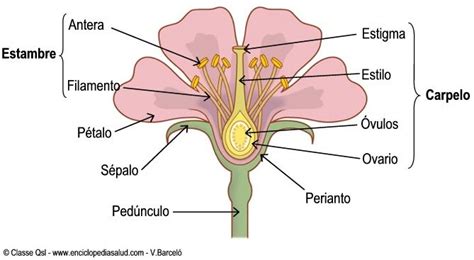 Dibujo desorganizado, poco definido y sin detalles. partes-flor5.jpg (669×367) | Partes de la flor, Partes de ...