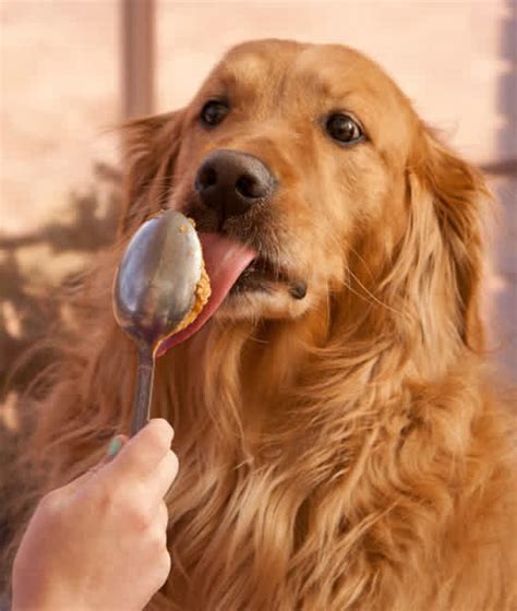 Check spelling or type a new query. Can Dogs Eat Peanut Butter? | Mom.com
