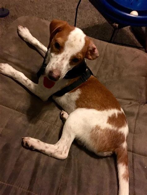 Free posts on facebook/social media. Helping Lost Pets | Dog - Brittany Spaniel - Back Home ...