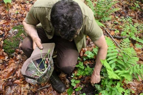 How do you know when a wild plant is safe to eat? Wild Plants You Can Eat: Nature's Sustainable Food