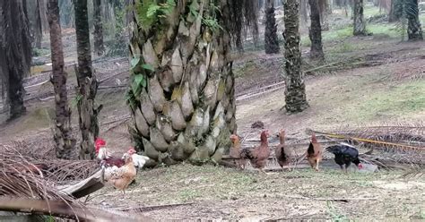 Keperluan makanan ayam kampung kacuk. Ayam Kampung Asli: Ladang Ayam Kampung Asli bukan Kacuk