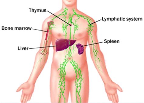 Translate diagram in hindi language. Thymus Gland - Bio-Testing Therapy International - Bio ...