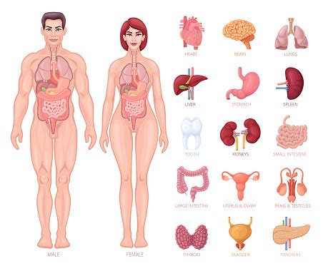 Anatomy of the human body. Human Anatomy Male And Female Body With Organs Stock ...