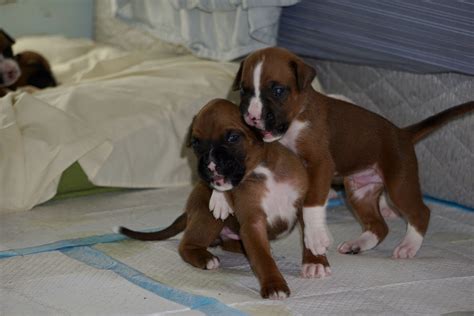 Pet grooming today is not an ordinary, mundane affair. 3 weeks old💚 | Boxer puppies, Pup, Boxer