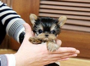 Puppies and dogs in texas. Tiny Teacup Chihuahua Puppies For Sale In San Antonio Tx ...