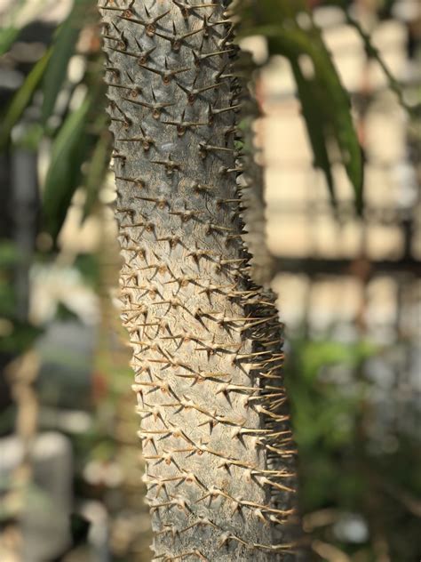 Die fläche des garten beträgt etwas mehr als 3 ha und es gibt einige herausragende sehenswürdigkeiten, wie der. Botanischer Garten Dresden ⋮ FLIP.de