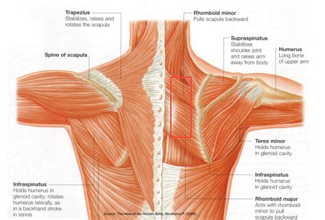 The muscle belly sites are more sensitive to pain than the musculotendinous sites. Striated Shoulder/Neck Muscles In Humans - medical anatomy ...