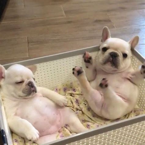 After you cleaned them, you can put inside. French Bulldog @puppyroll ••• @themonster_house Instagram ...