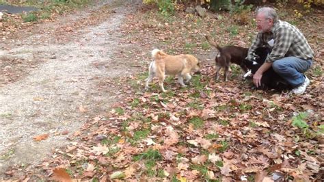 It is an outstanding companion dog with a delightful temperament. Frelsi Farm Icelandic Sheepdog puppies 10/29/14 - YouTube