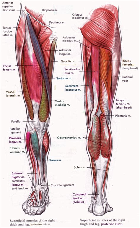 It is also referred to as a ball and socket joint and is surrounded by muscles, ligaments, and tendons. Leg Muscles