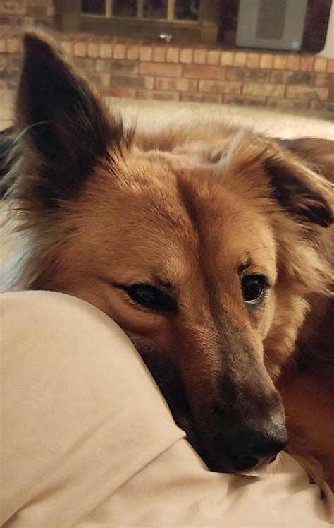 9 cups chex mix 1 cup chocolate chips 1/2 cup peanut butter 1/4 cup butter 1/4 teaspoon vanilla 1 1/2 cup powdered sugar. Eevee the Chow Chow, German Shepherd Mix ~ DogPerDay ...