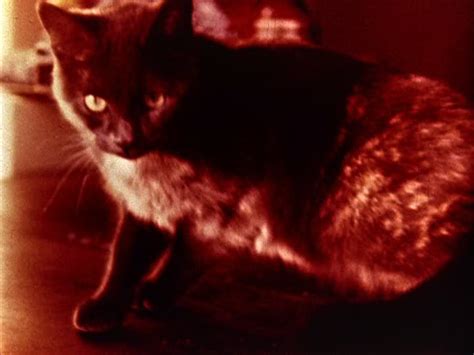 I always felt vonnegut was best summed up by the simple review, we laugh in self defense. Cat's Cradle (With images) | Cats cradle, Cats, Cinema