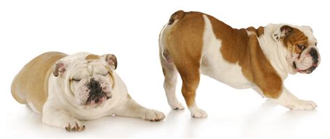 If your dog does smell cancer, it may act very different from normal. Help! My Dog Farts A Lot: Managing Dog Flatulence