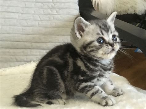 The coat shades are white, chinchilla, silver shaded and golden shaded. British Shorthair boy kitten. Cattery Cheshiresmile, New ...