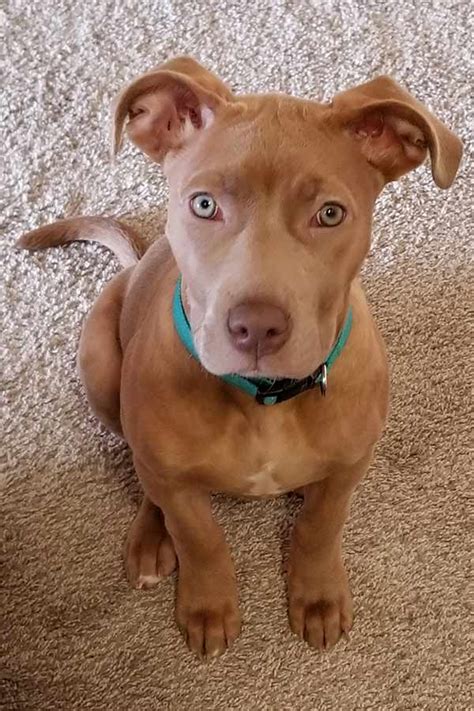 American pitbull terrier red nose. Red Nose Pitbull - Pros, Cons And Your Ultimate FAQ