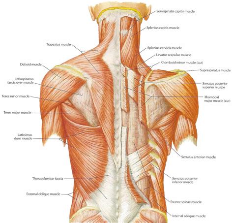 Superficial back muscles, intermediate back muscles and intrinsic back muscles.the intrinsic muscles are named as such because their embryological development begins in the back, oppose to the superficial and intermediate back muscles which develop elsewhere and are therefore classed as extrinsic muscles. neck muscles diagram - ModernHeal.com