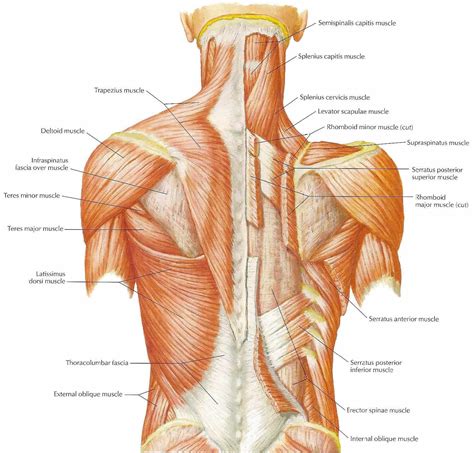 The scm muscle is attached to a small bone behind the ear (called the mastoid process) and travels down the front of the neck to attach at both the sternum and collarbone. neck muscles diagram - ModernHeal.com