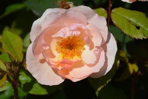 May 10, 2021 · if you're looking to plant a seed of laughter into any conversation, check out these plant puns guaranteed to knock anyone's stalks off. Peachy Knock Out® Rose (Rosa 'Peachy Knock Out') in ...