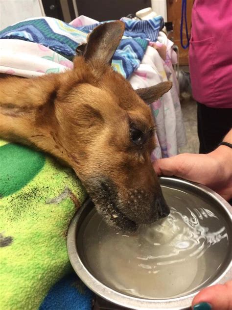 Pet owner could face jail over emaciated dog with worst case of starvation vet had seen in 30 years. Emaciated dog - rescue agency takes on worst starvation ...