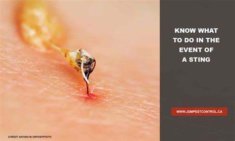 Bumble bees are fairly recognizable and there are a couple different types we find in colorado. Bee and Wasp Removal: All You Need to Know | JDM Pest Control