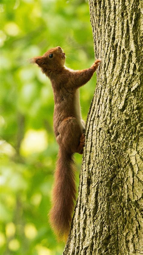 Download unique nature backgrounds for your cell phone or . 800x1420 Wallpaper squirrel, tree, climb | Squirrel, Red ...